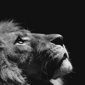 Meet your Posher, Lucero